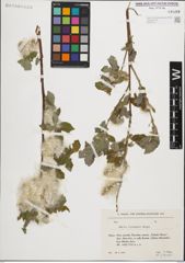 Foto von Salix iliensis Regel
